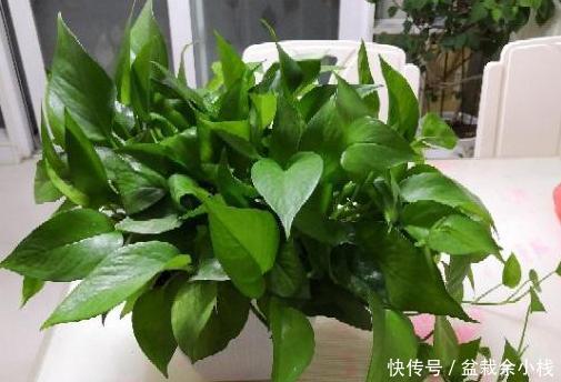 留言@花友留言:家里绿萝不好养?别怕,多关注3方面问题各个击破