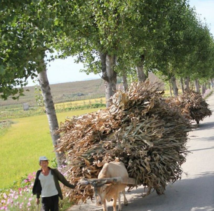  手工@朝鲜农民如何收庄稼？一靠手工二靠牛，机械相当少见