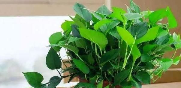  #油绿#养绿萝加点料，叶子油绿又美观，注意使用技巧，植株长得壮