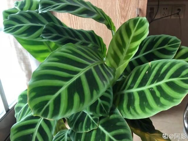  「图片作者」10种花，春天不能晒，躲屋里最安全！