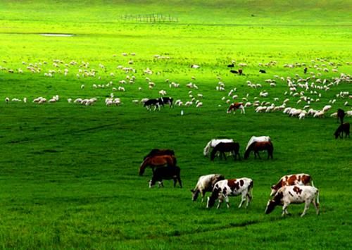 为什么草原上草那么多，却不见参天大树呢？看完长见识了