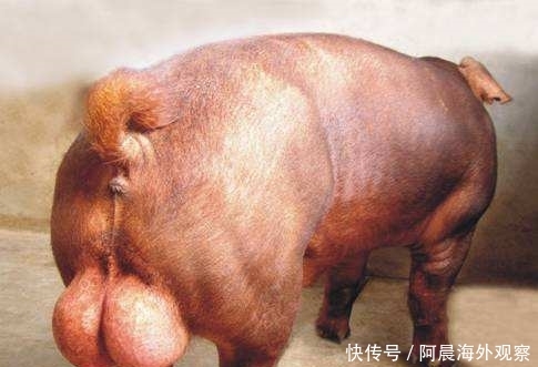 超市猪肉一斤要18, 养猪人卖猪一斤6块, 中间的12块去哪了?