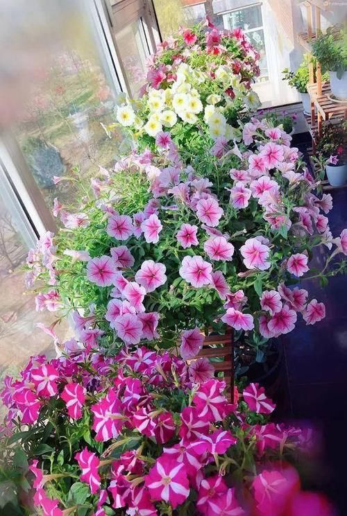  「植物适当」养花小常识，这6点要注意，教你正确养花，保持株形美观