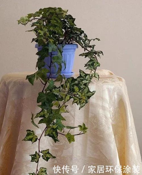 「中华常春」12种常春藤,每种都这么美,必须养一盆!