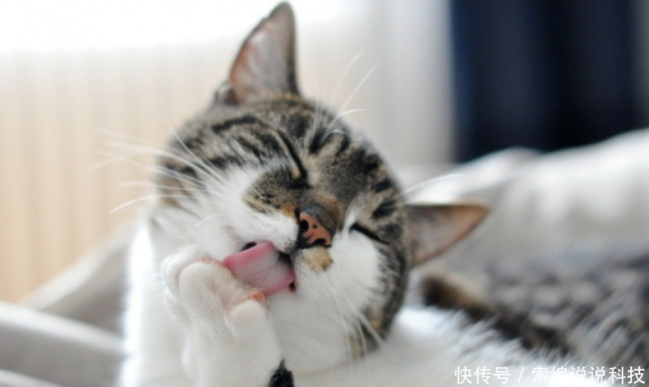 这是什么猫什么猫