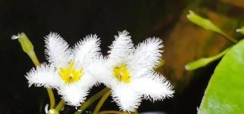  『即可』此花只有一片叶，花开如羽毛，见水即可活！