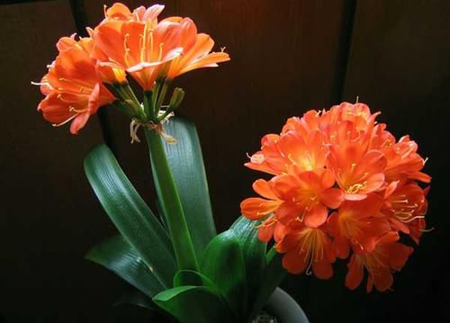  「喜欢」喜欢养护花卉，有3种花卉，开花量繁多，花色绚丽，室内养护必备