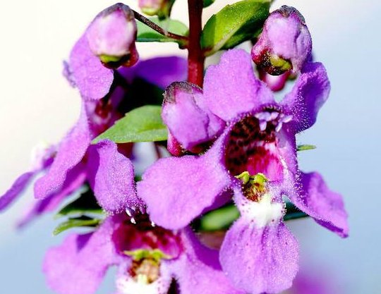  『新手』这四种花卉，新手也能养爆盆，沾土就活，绚丽多彩，分分钟爆盆