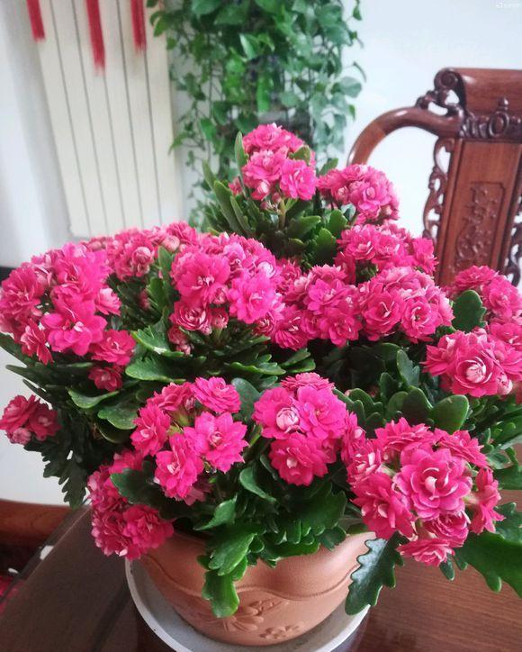  「花盆中」这些花一定要“穷养”，盆越小，越开花，大盆几天就烂根
