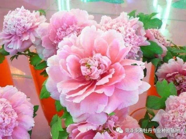 牡丹:教你欣赏牡丹了解牡丹,史上最全面的总结!