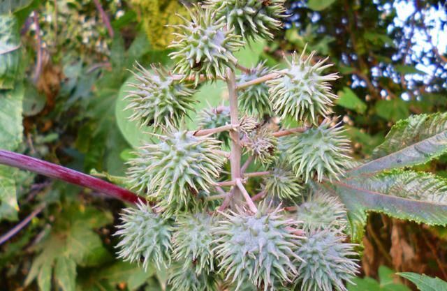 一种“植物石油”，曾因有害人人嫌弃！现农民大量种植亩入几千