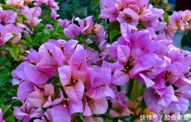 开花比较勤|三角梅“催花期”怎么施肥?学会“花期施肥法”,一年四季开不断
