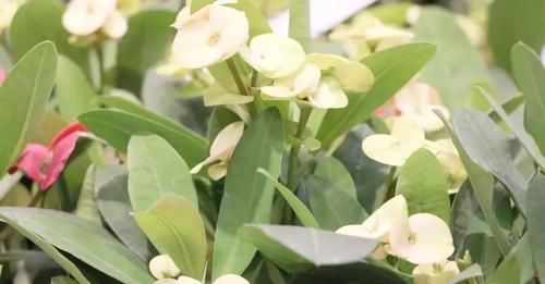  「养护的时」养虎刺梅多年，总结了几个优缺点，你会养这种浑身带刺的植物么？