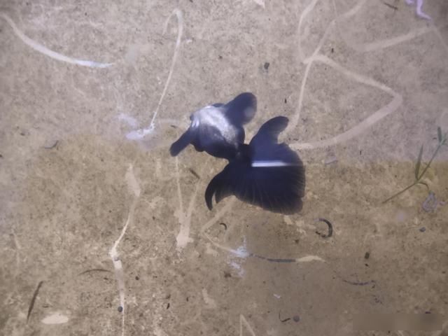  鱼缸@鱼缸里接二连三死鱼，不是让你继续养下去，是时候按下暂停健了