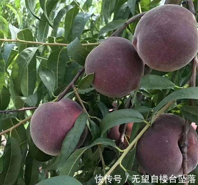  我国■比蜂蜜还甜, 此树我国独有, 比黄金还珍贵, 种2棵来年全村