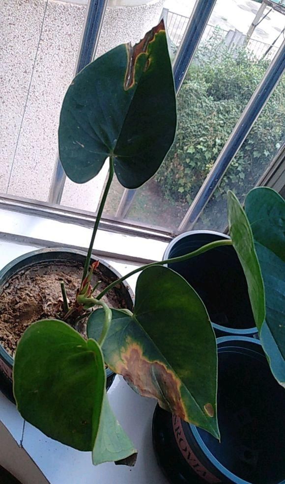  「红掌」红掌黄叶不开花，这“4项”导致，教你正确解决，叶子油绿开花多