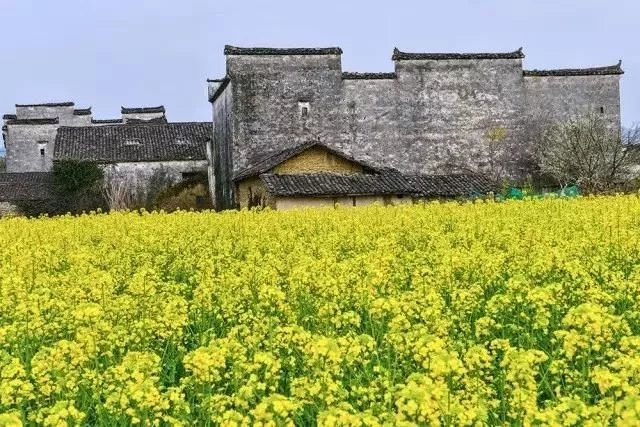 中国最美的油菜花海,油菜花逐渐“染黄”了神州大地