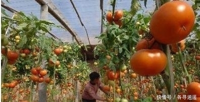  [年头]未来5年,农村3个行业有奔头,年头挣10万不难,不想打工可试试