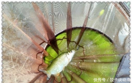  『大草』金圭鲤干上大草，顾不及断线跑鱼