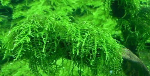  一大■比铜钱草好看的花，7天爆满一大缸，多到家里堆不下