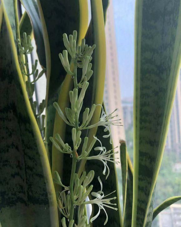  【斑纹】虎皮兰养“开花”，3个月长成1米高，叶子斑纹漂亮，年年爆小崽
