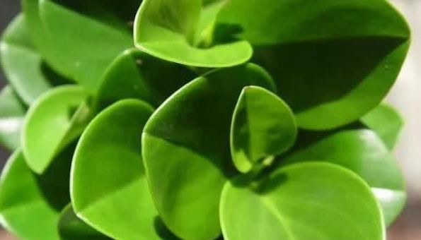 找到|豆瓣绿叶子不是有黑点就是黄叶,原因终于找到了!护根护叶有绝招