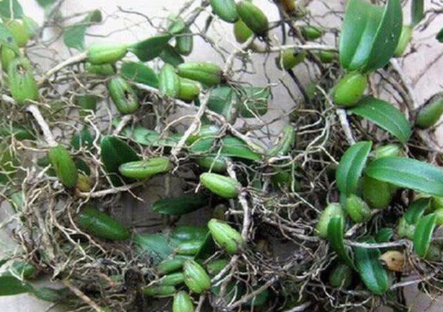 农村这种不起眼的“野草”，人们拿它来煲汤，很多老中医在寻它！