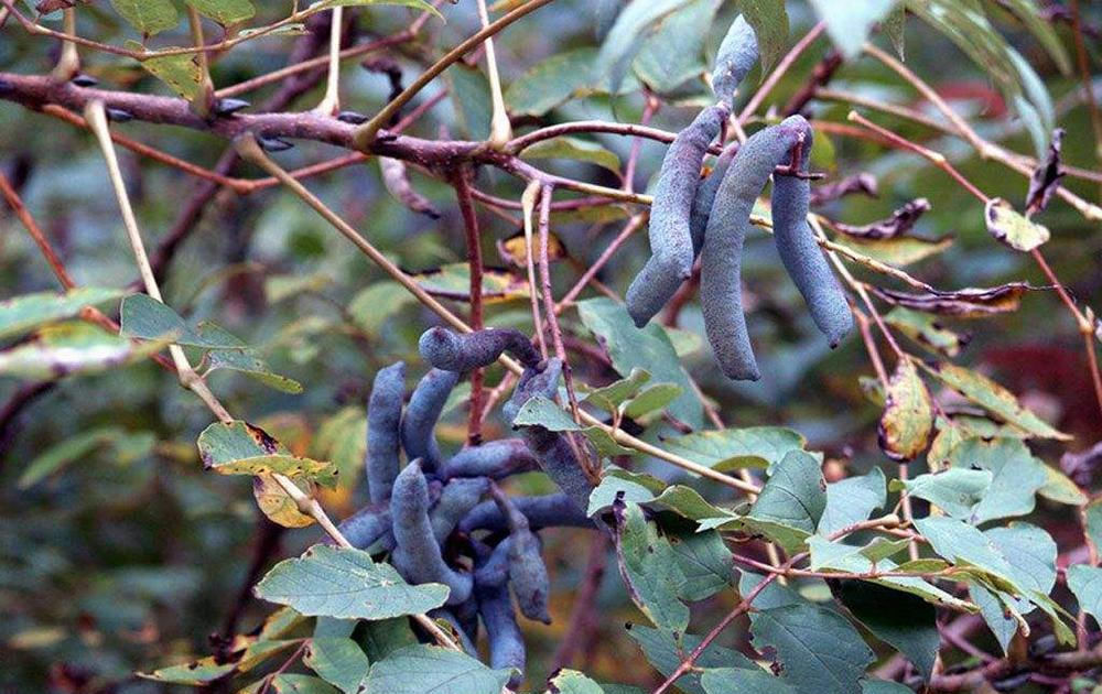  「名字」名字很难听，一般人不敢吃它，但如今却卖20元一斤，见