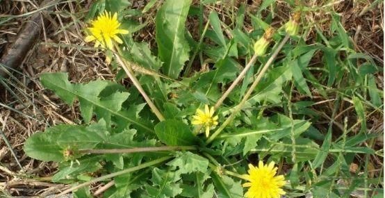  紫花地丁|农村有哪些野菜对嗓子比较好？