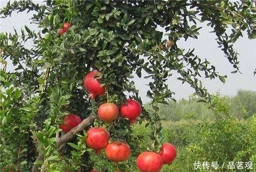  『种树』院子里不要乱种树，这6种树不仅能添福旺宅，还能招财纳福