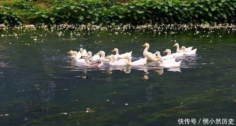 广西有一条会开花的河流, 外地人惊为奇景, 当地人却用这花做菜,