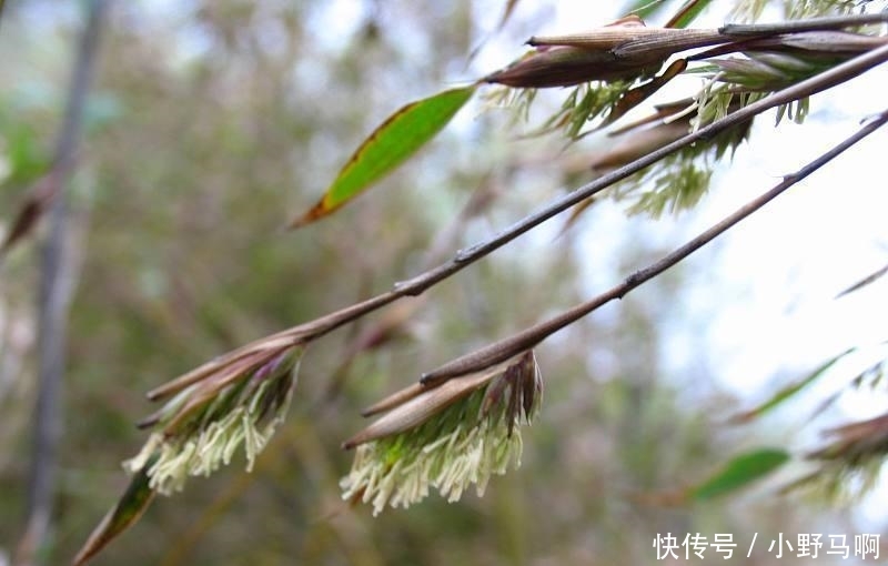  【竹子开花】老人常说“竹子开花, 赶紧搬家”, 竹子开花有这么