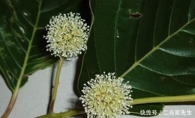 #列为#喜树被列为第一批国家重点保护野生植物,头状花序近球形