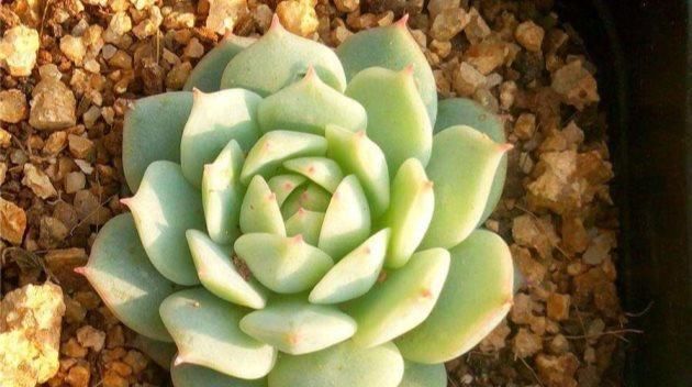  「高温」这些多肉植物，夏天别买，高温难养活！