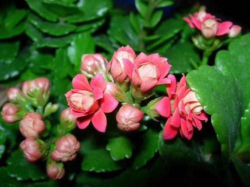  「植物」家中这“2个”地方，让“长寿花”生长非常快，1年花枝包满盆！