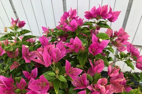  「三角梅」爱三角梅的花友们，哪些品种勤开花，哪些品种开花懒