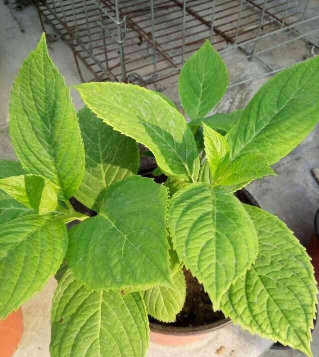  「导致绣球花」绣球长花苞正当时，花苞发黑怎么办？4个原因，教你破解