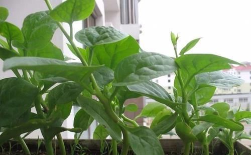  『邻居』阳台种菜，一个月长满盆，新鲜韭菜一茬接一茬，吃不送邻居