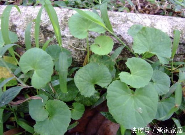记得|在河边、农地,遇到1种“积雪草”,记得保护起来,如今珍贵!