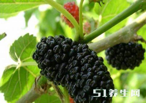 高血压的“死对头”,每天吃一点,赶跑高血压!谁吃谁知道