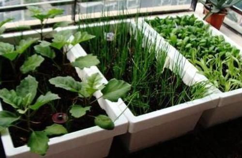 长得很快|在阳台自己动手种菜很简单,除了种韭菜,还能种芦笋