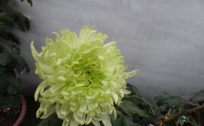 喜欢菊花,首选“五大名菊”绿牡丹,花开碧绿如玉,光彩夺目