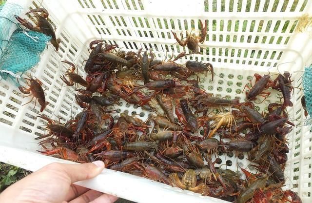  『养殖户』老塘口小龙虾虾苗的密度怎么把控和治疗？这里给大家提供两种方法