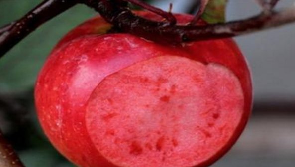  [种植]5年成熟，结果用来榨汁的“甜果”变成了“苦果”，谁来买