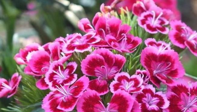  [能养]陪我们从小长大的3种花，不花钱就能养，每一种都是一个记忆