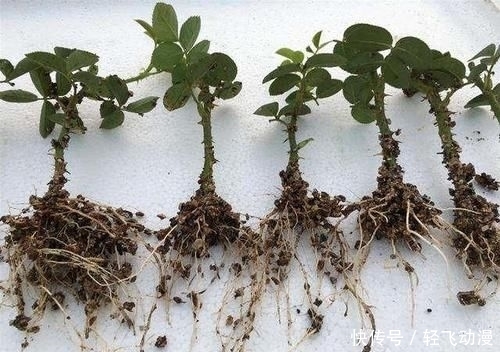 「随便」学会这个妙法,下雪天也能随便扦插,几天就扎满茂密的大白根