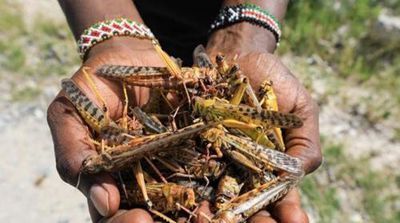  「灾害」这次蝗虫灾害会导致全球粮食短缺吗？会影响国内粮食价