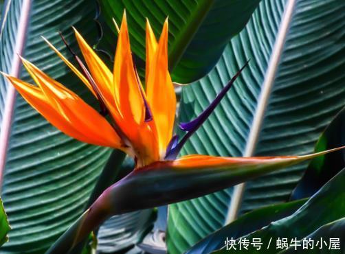  「琴叶榕」当下最流行的“网红”绿植，只需1盆，可使你家格调提升8倍！