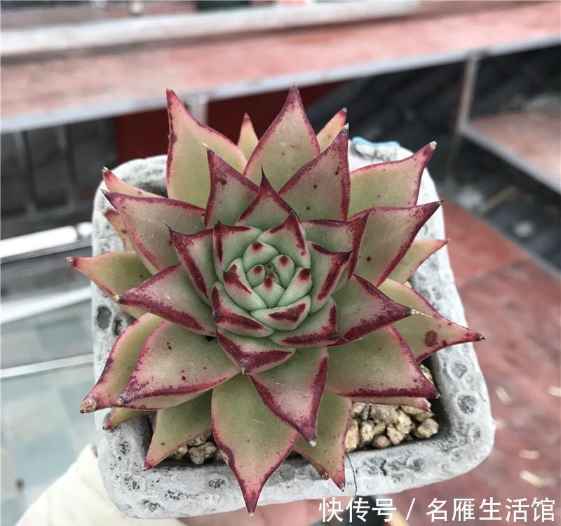  [喷水]多肉养护：“喷水”是绝招，养出“极品红”多肉，春节红红火火！