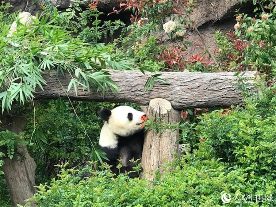 圣迭戈市民含泪欢送大熊猫